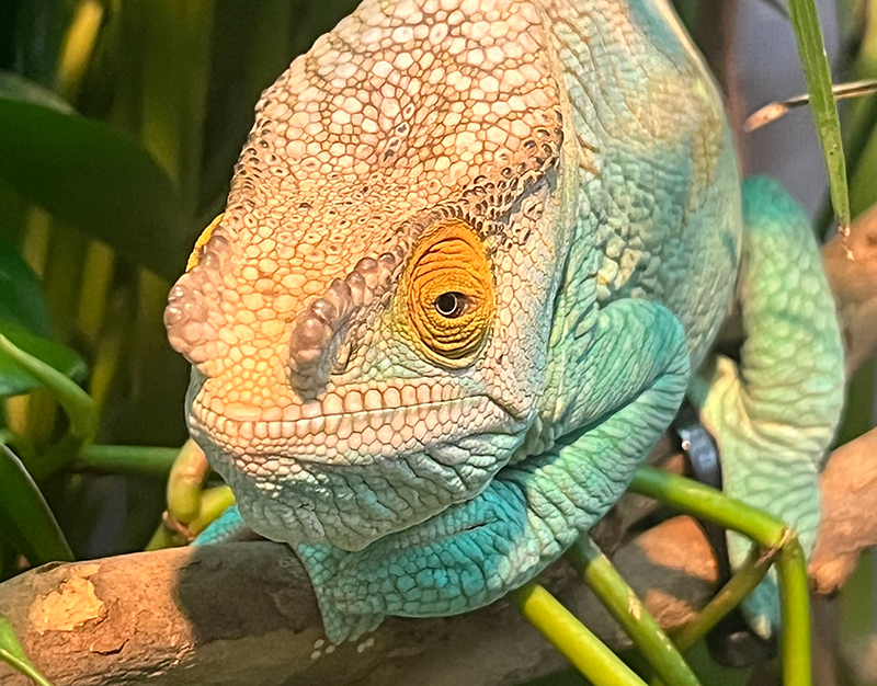 Chameleon 11