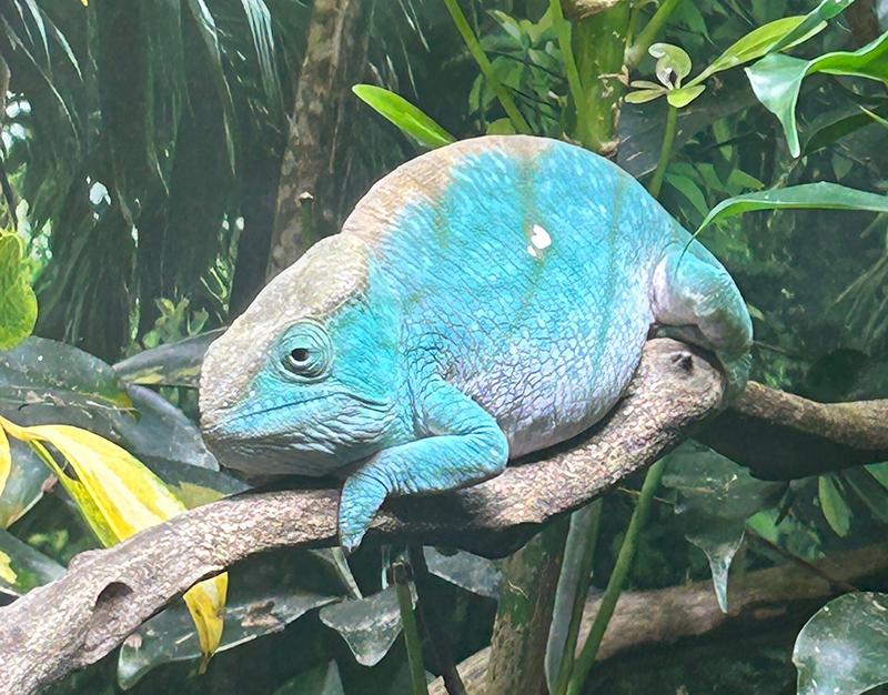 Chameleon 13