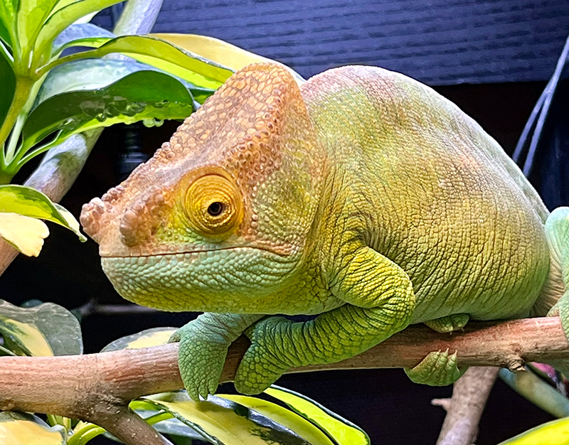 Chameleon 14