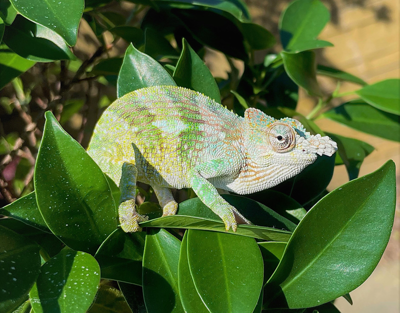 Chameleon 15