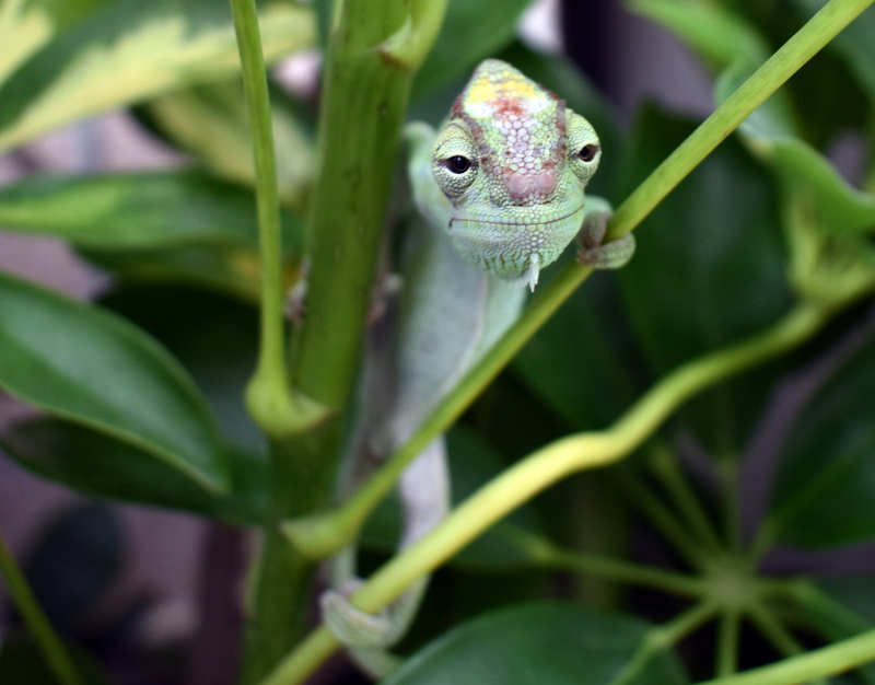 Chameleon 19