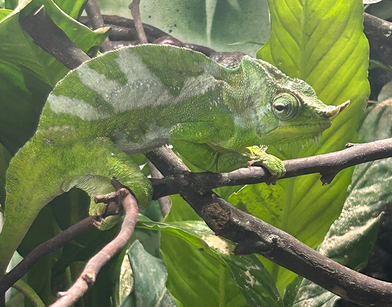 Chameleon 2