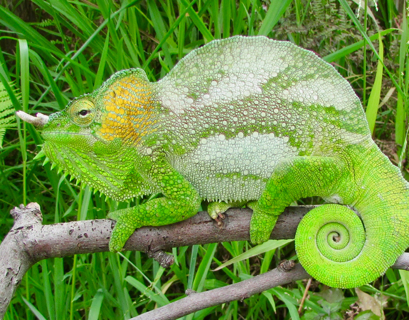 Chameleon 3