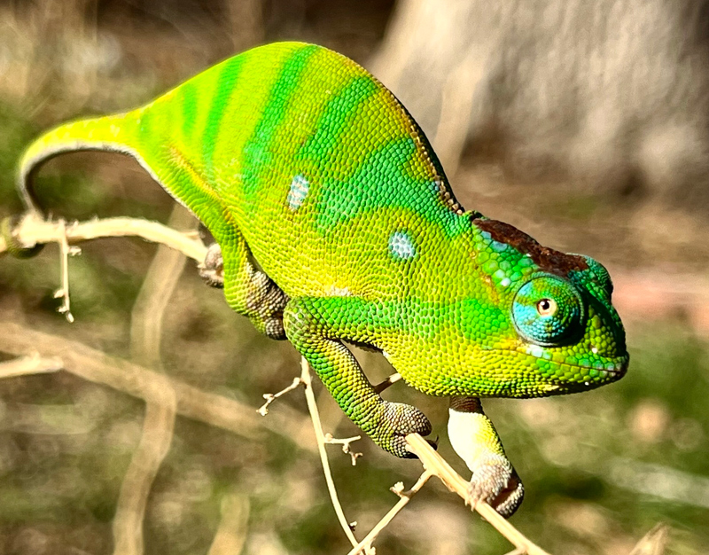 Chameleon 3