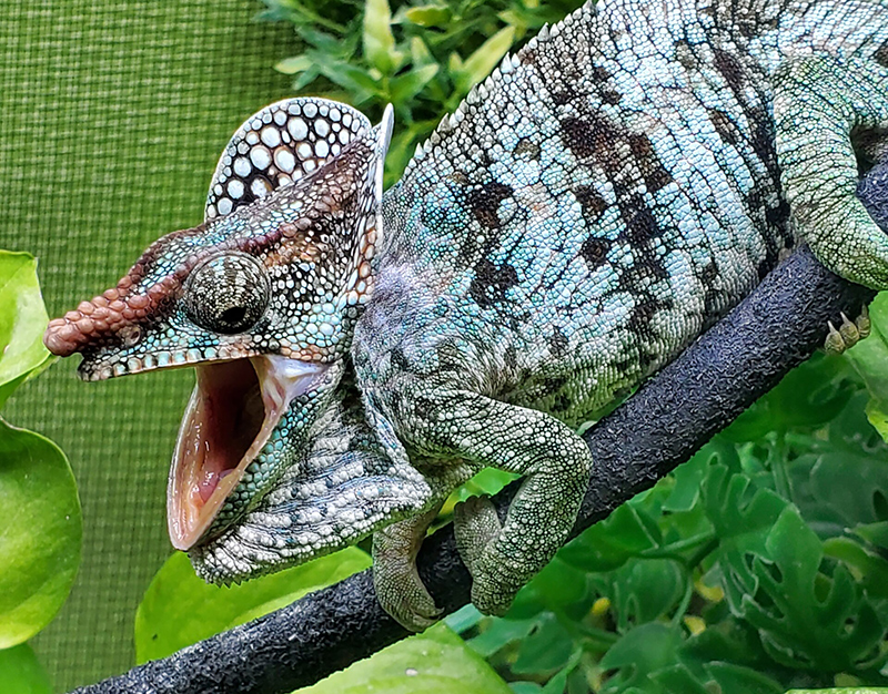 Chameleon 3