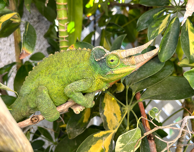 Chameleon 4