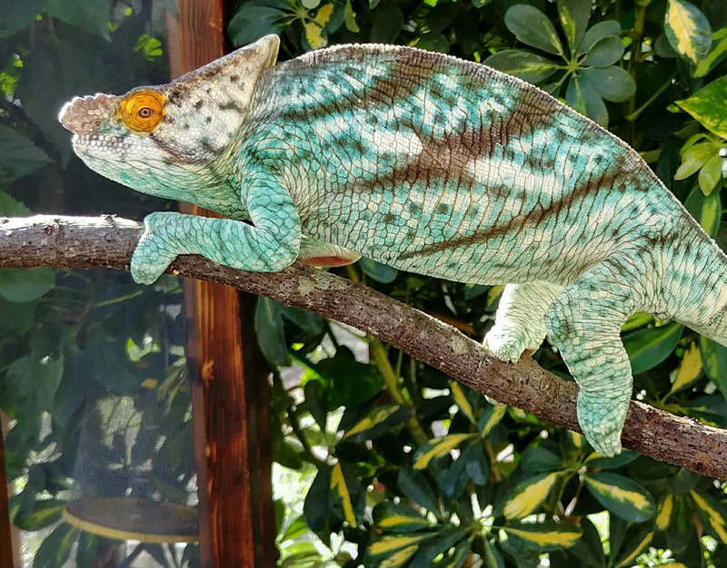 Chameleon 5