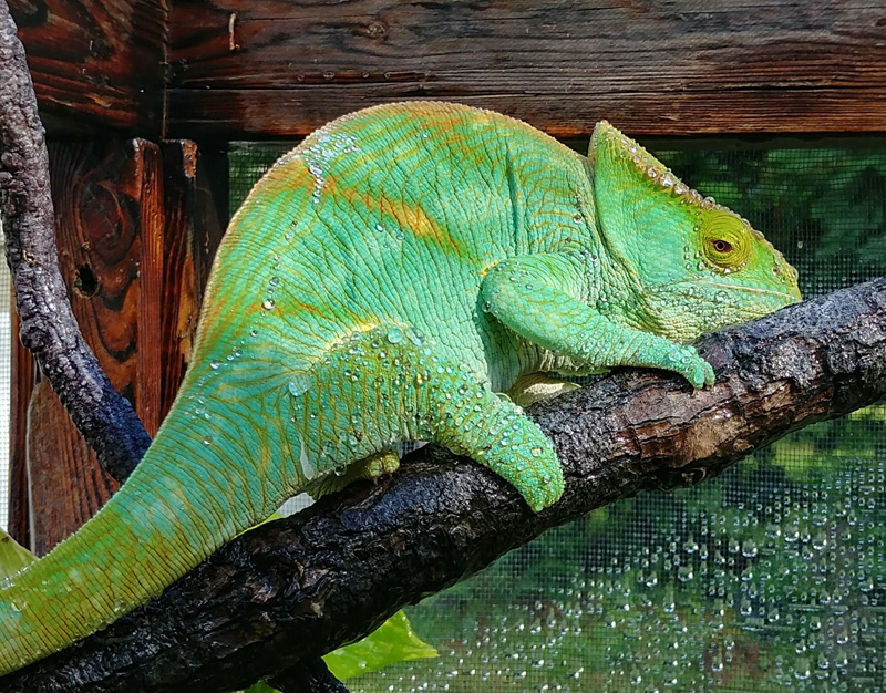 Chameleon 5