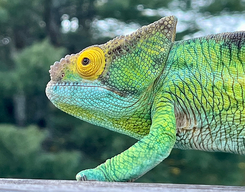 Chameleon 5