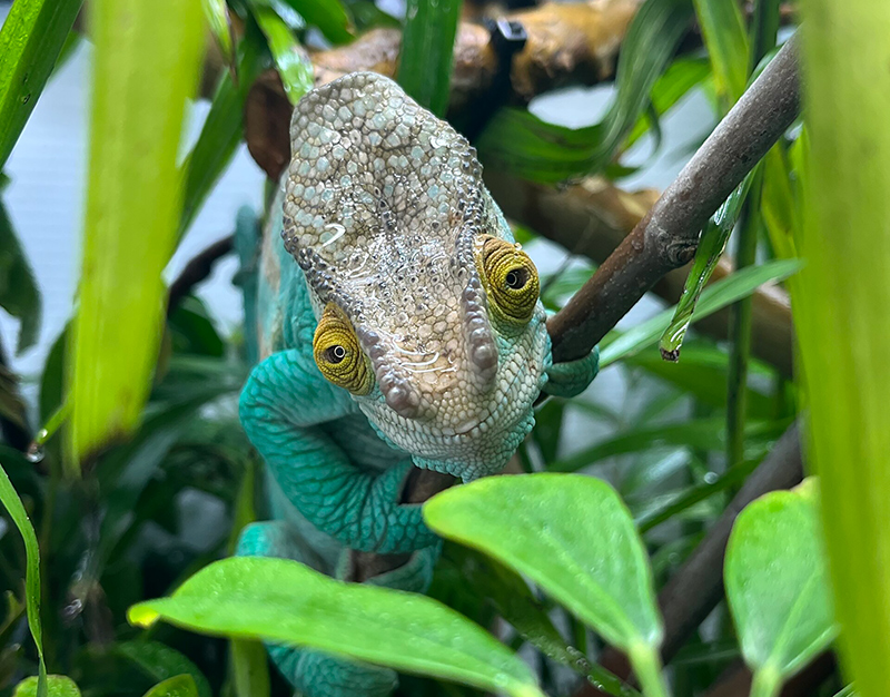 Chameleon 6
