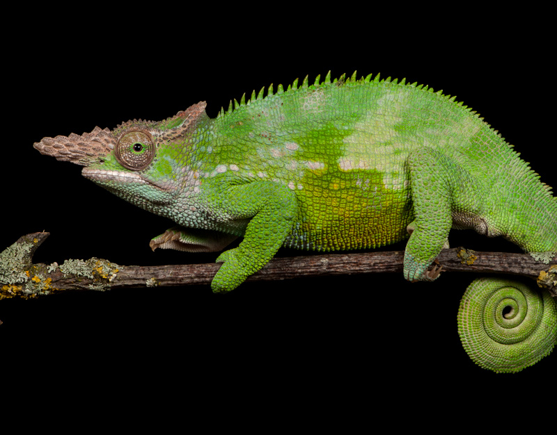 Chameleon 7