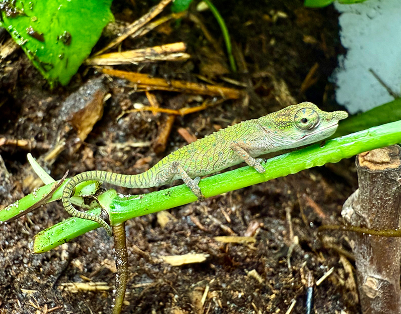 Chameleon 7