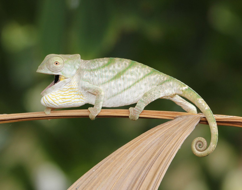 Chameleon 8