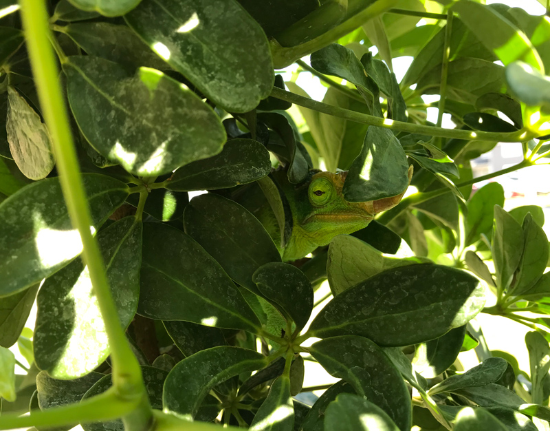 Chameleon 8