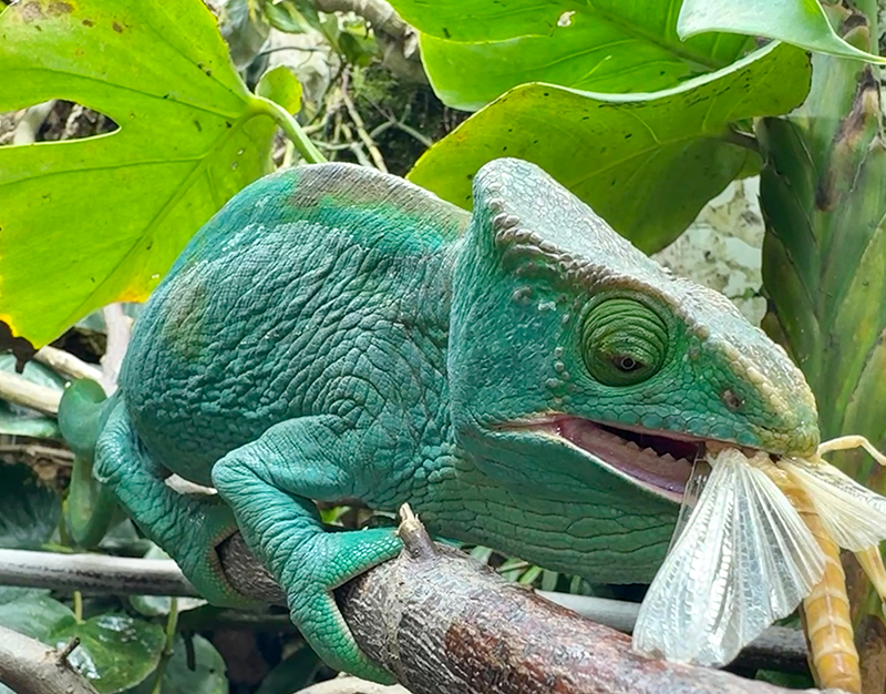 Chameleon 8