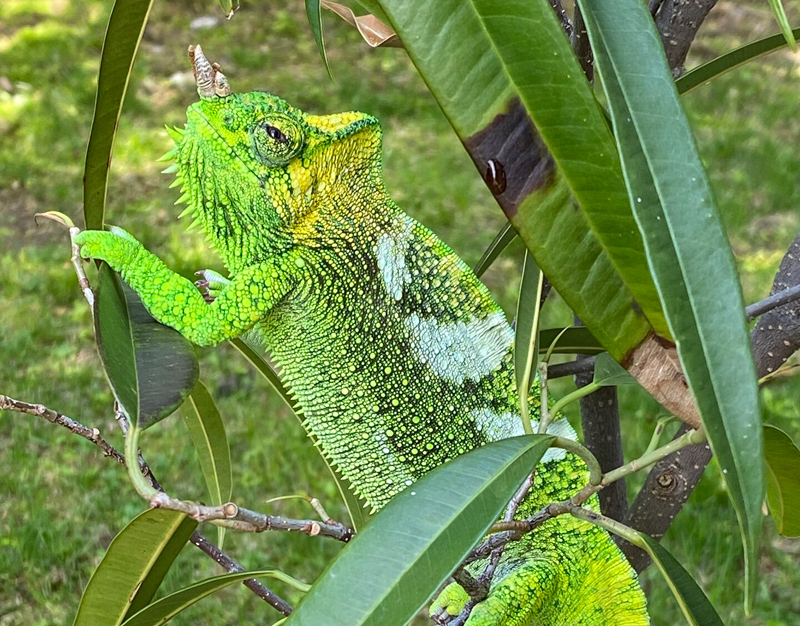 Chameleon 9