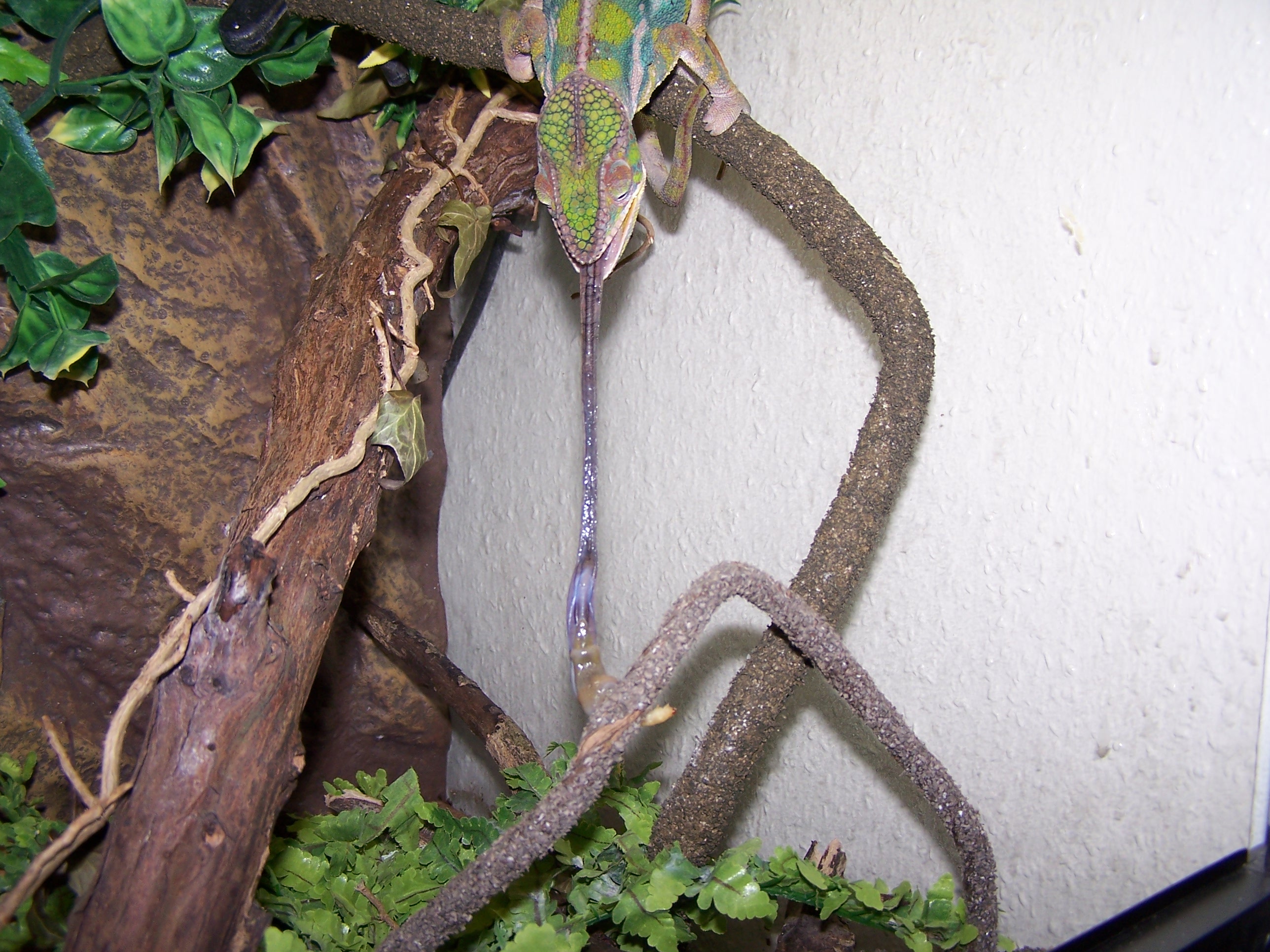 Chameleon Action Photo.