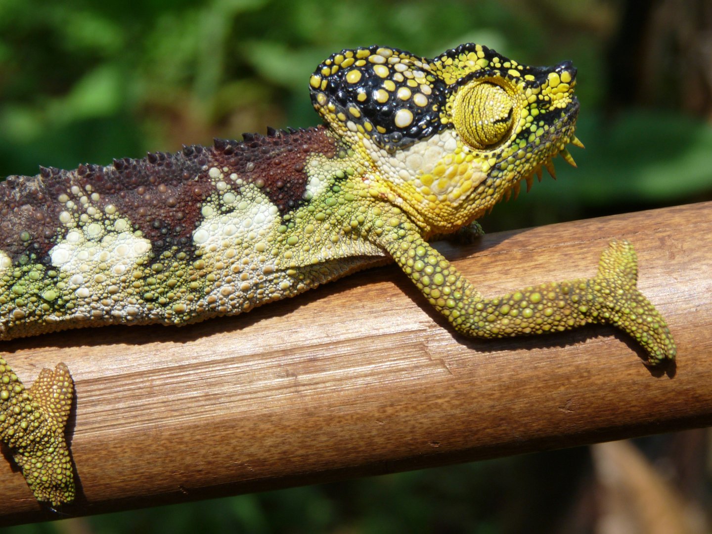 Chameleon at Sipi, Kapchorwa 06.JPG