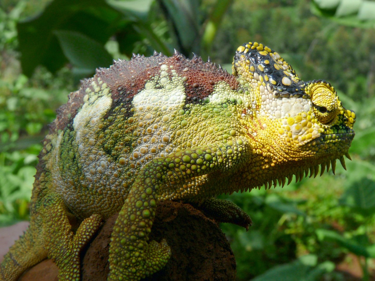 Chameleon at Sipi, Kapchorwa 07.JPG