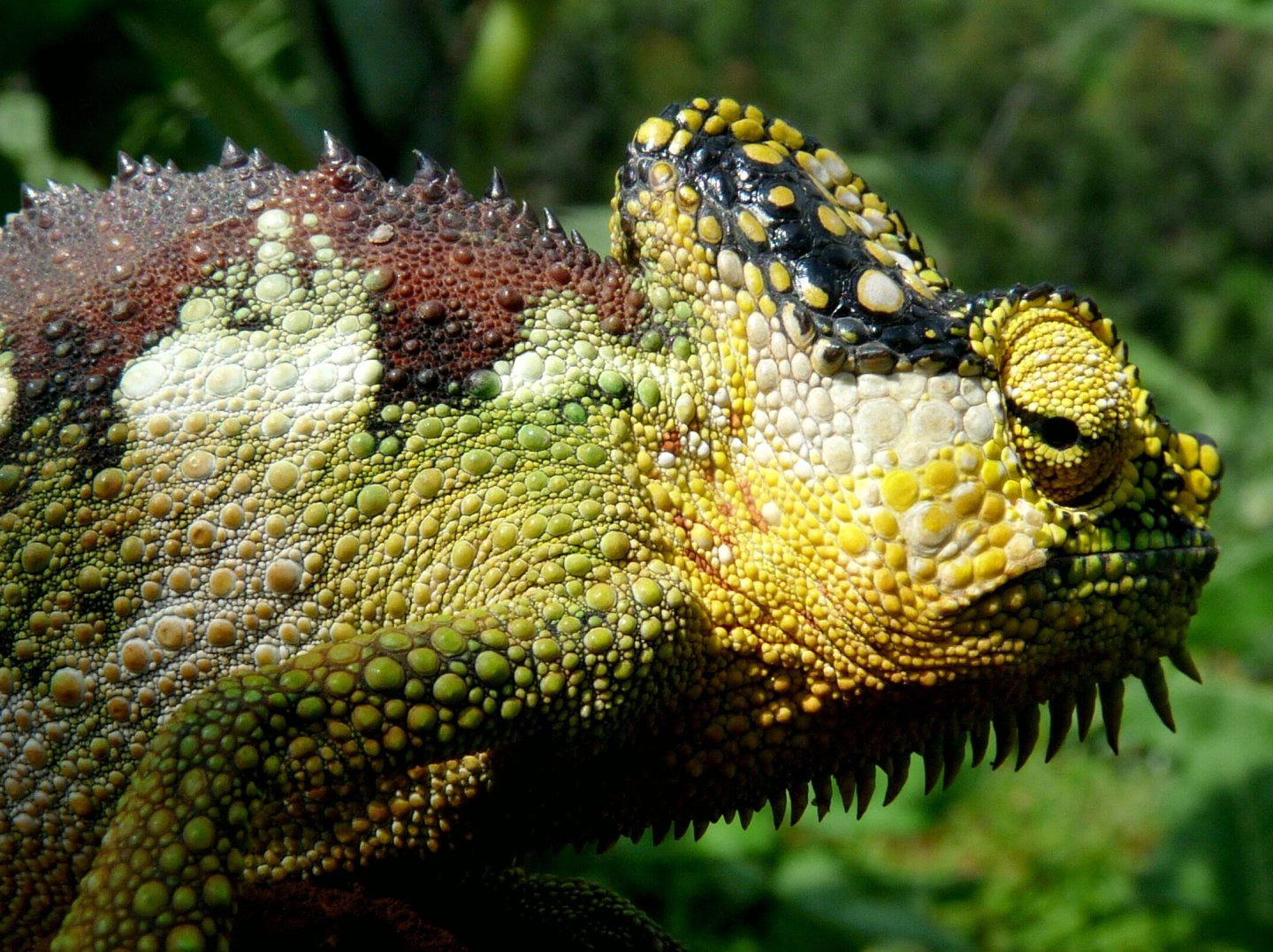 Chameleon at Sipi, Kapchorwa 08.jpg