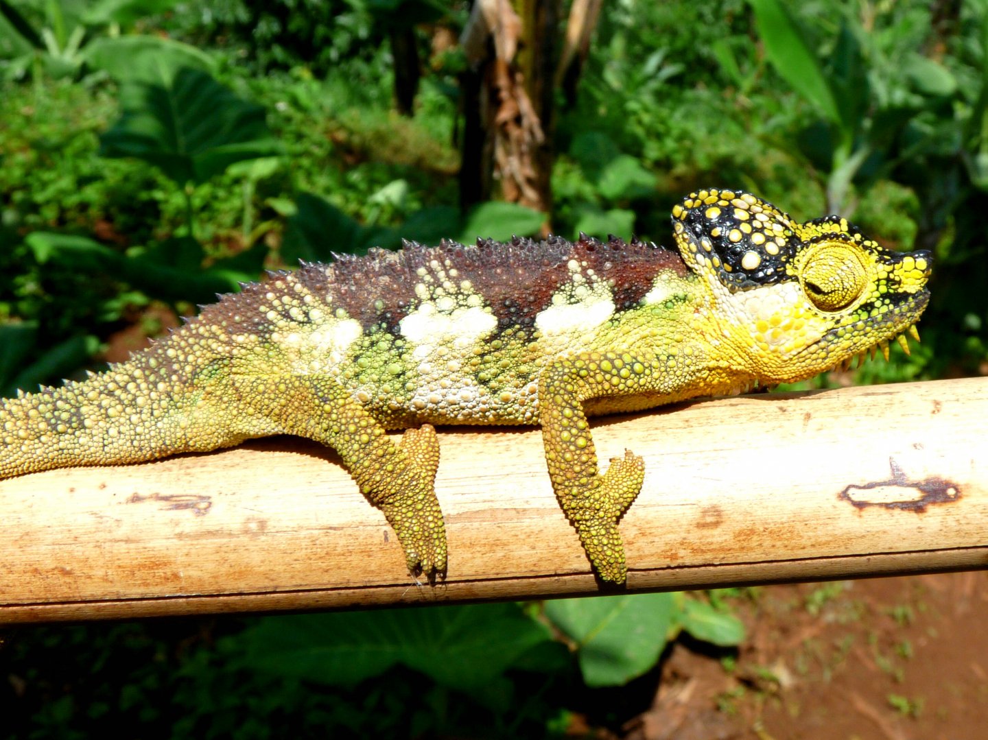 Chameleon at Sipi, Kapchorwa 09.JPG