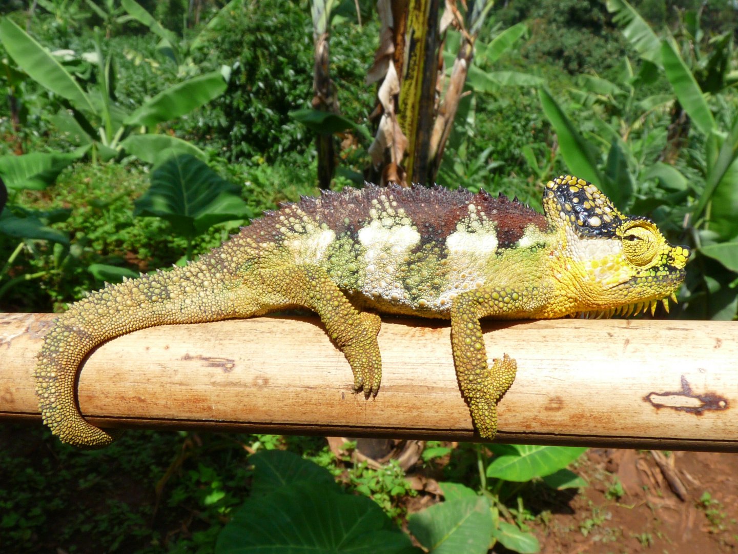 Chameleon at Sipi, Kapchorwa 10.JPG