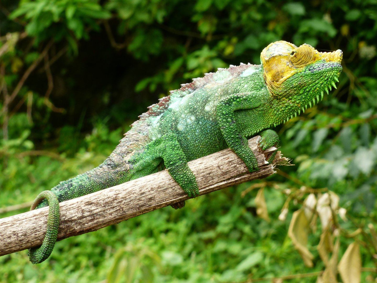 Chameleon at Sipi, Kapchorwa 11.JPG