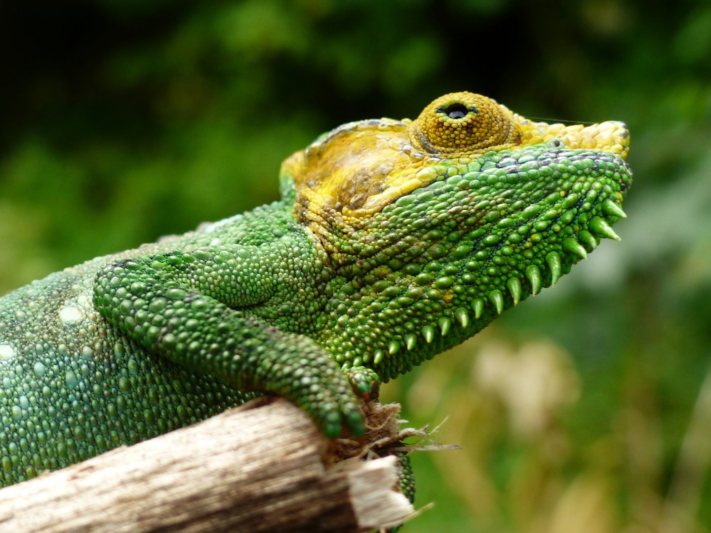 Chameleon at Sipi, Kapchorwa 12.JPG