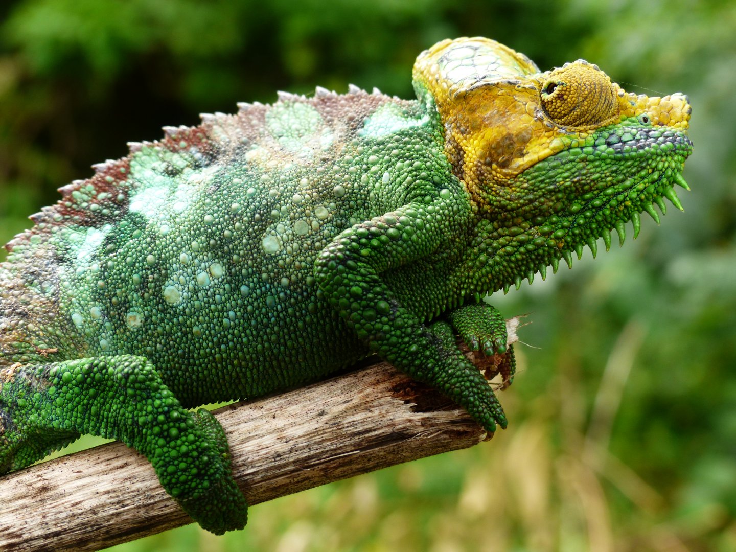 Chameleon at Sipi, Kapchorwa 13.JPG