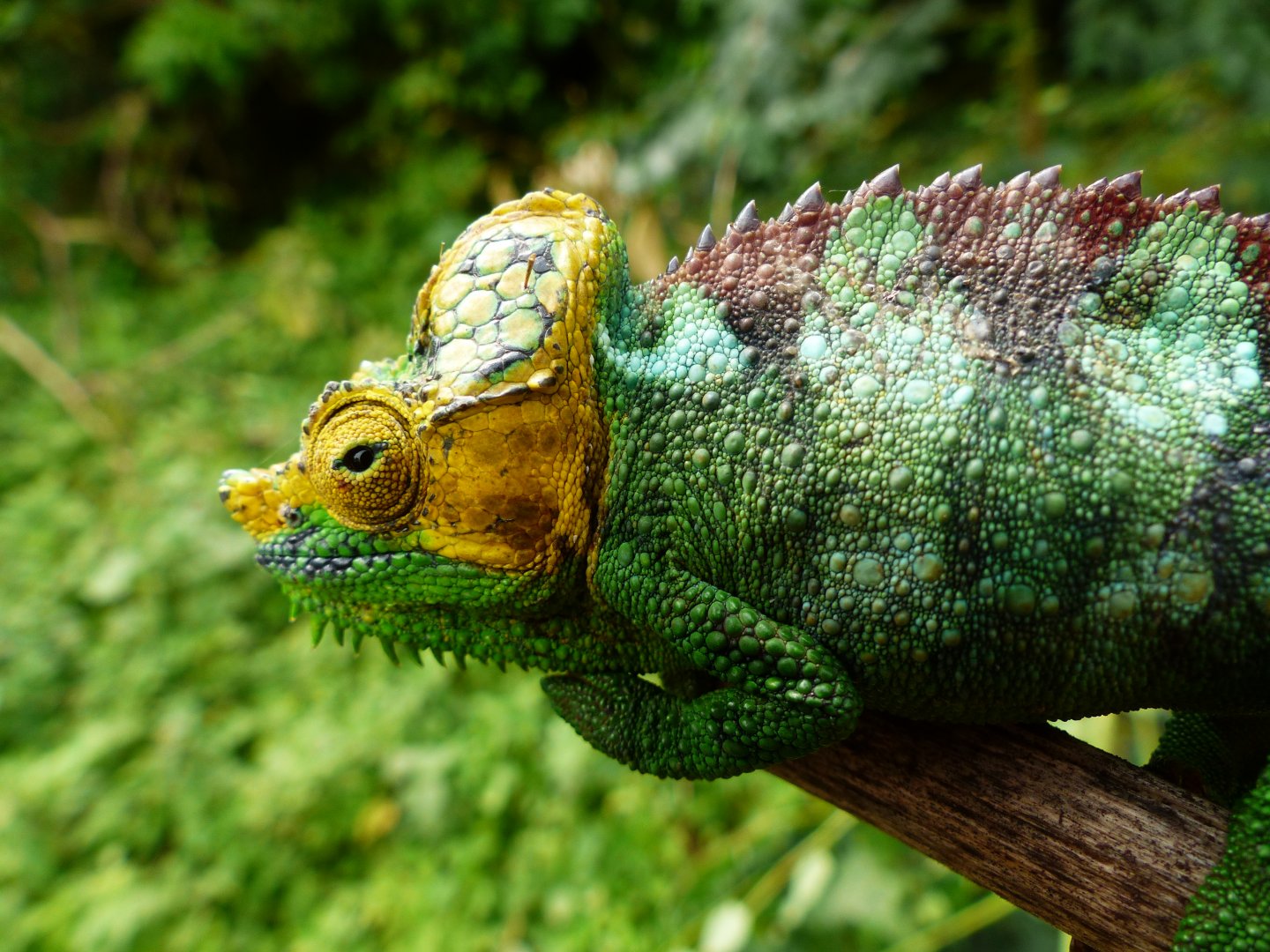 Chameleon at Sipi, Kapchorwa 14.JPG