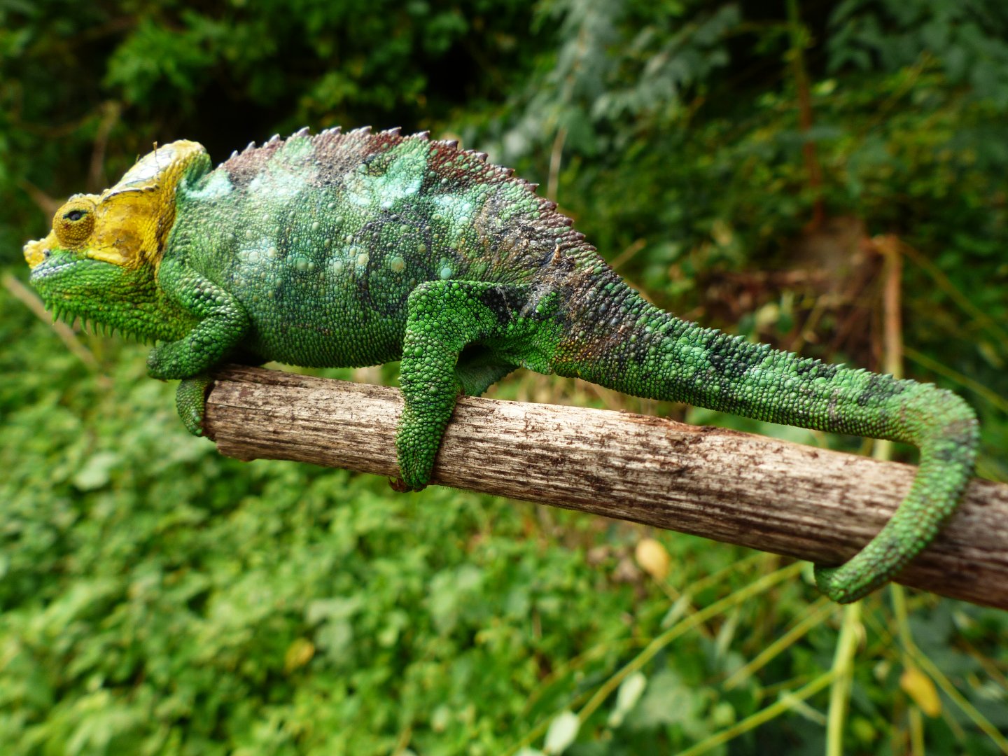 Chameleon at Sipi, Kapchorwa 15.JPG