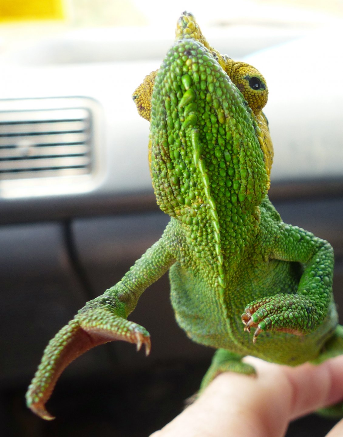 Chameleon at Sipi, Kapchorwa 16.JPG