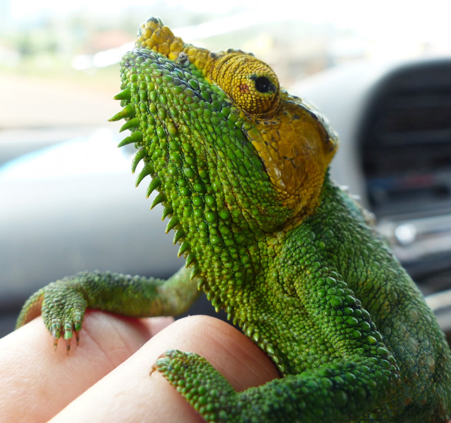 Chameleon at Sipi, Kapchorwa 17.JPG