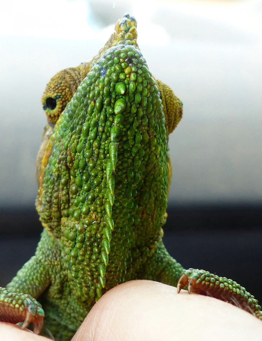 Chameleon at Sipi, Kapchorwa 18.JPG