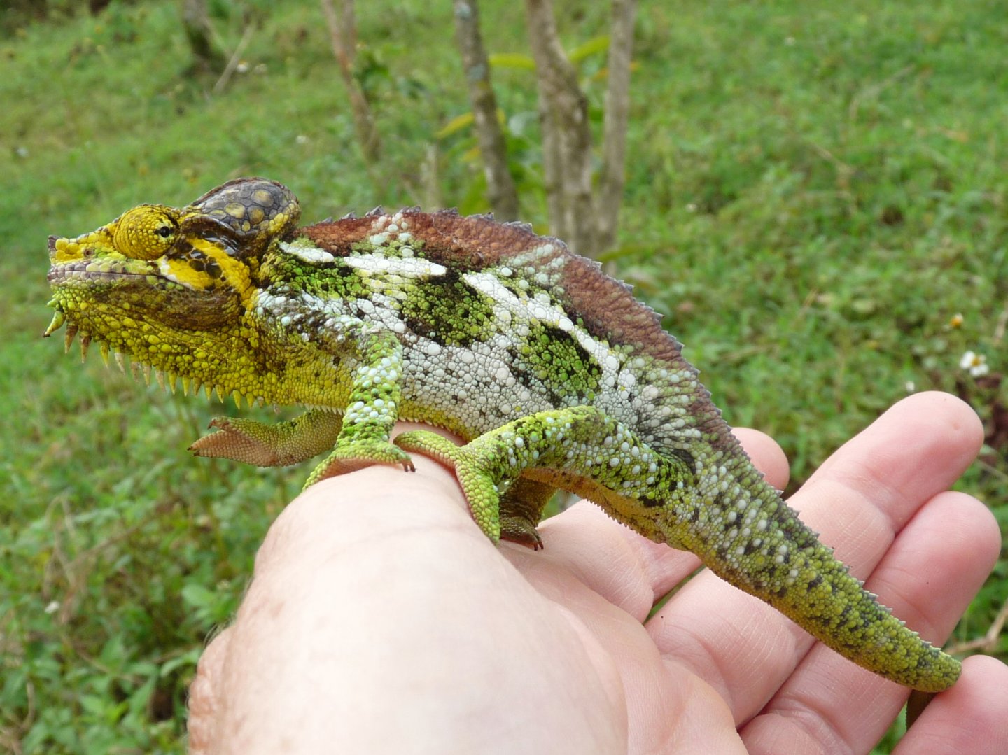 Chameleon at Sipi, Kapchorwa 19.JPG