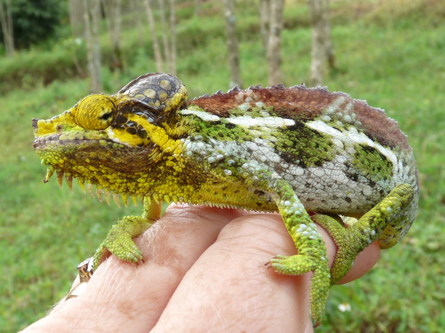 Chameleon at Sipi, Kapchorwa 20.JPG