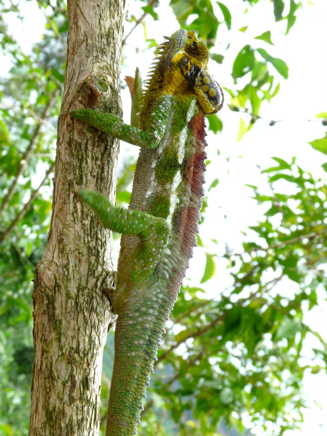 Chameleon at Sipi, Kapchorwa 21.JPG