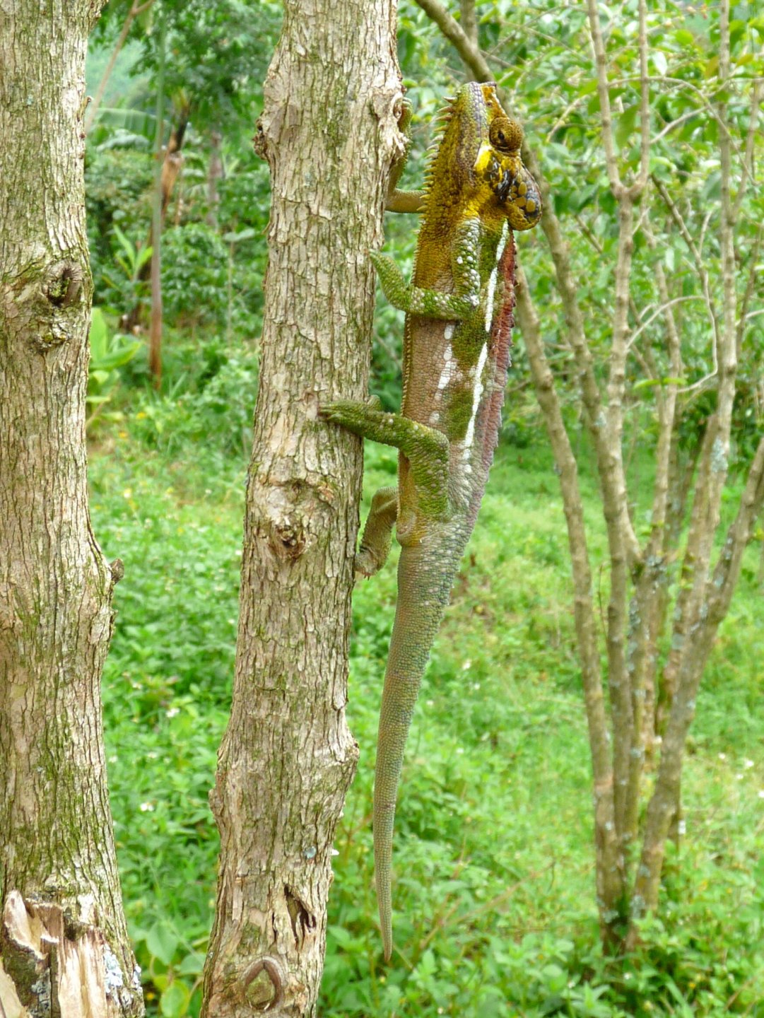 Chameleon at Sipi, Kapchorwa 22.JPG