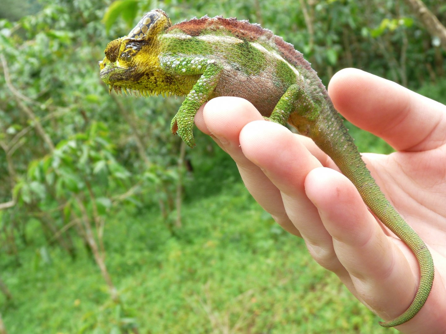 Chameleon at Sipi, Kapchorwa 23.JPG