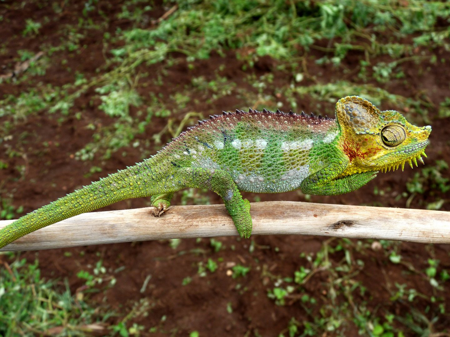 Chameleon at Sipi, Kapchorwa 24.JPG