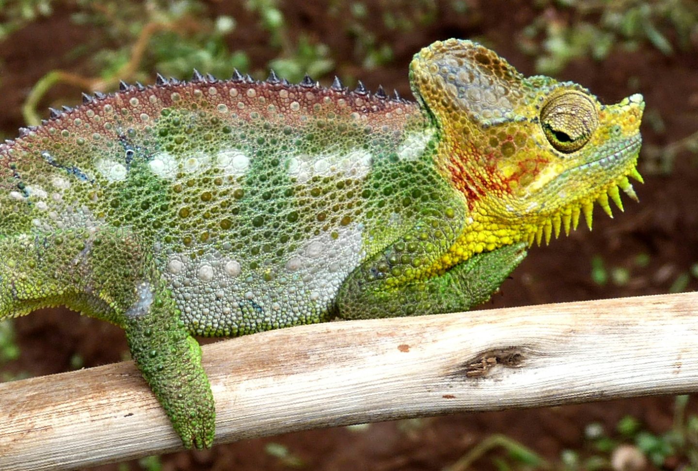 Chameleon at Sipi, Kapchorwa 25.jpg