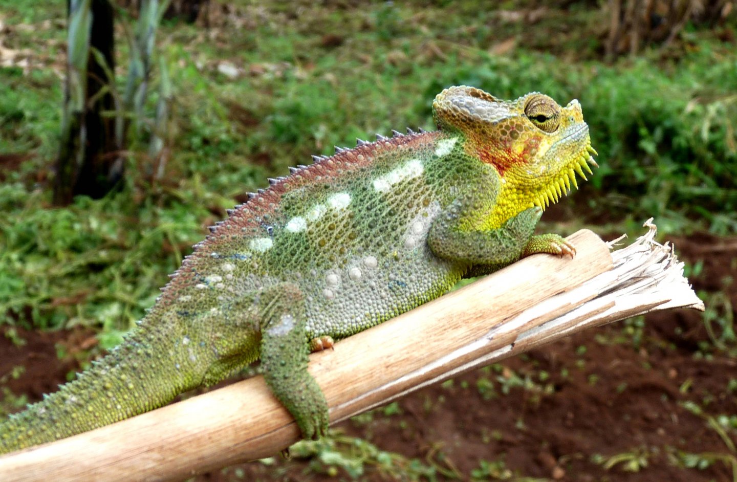 Chameleon at Sipi, Kapchorwa 26.JPG