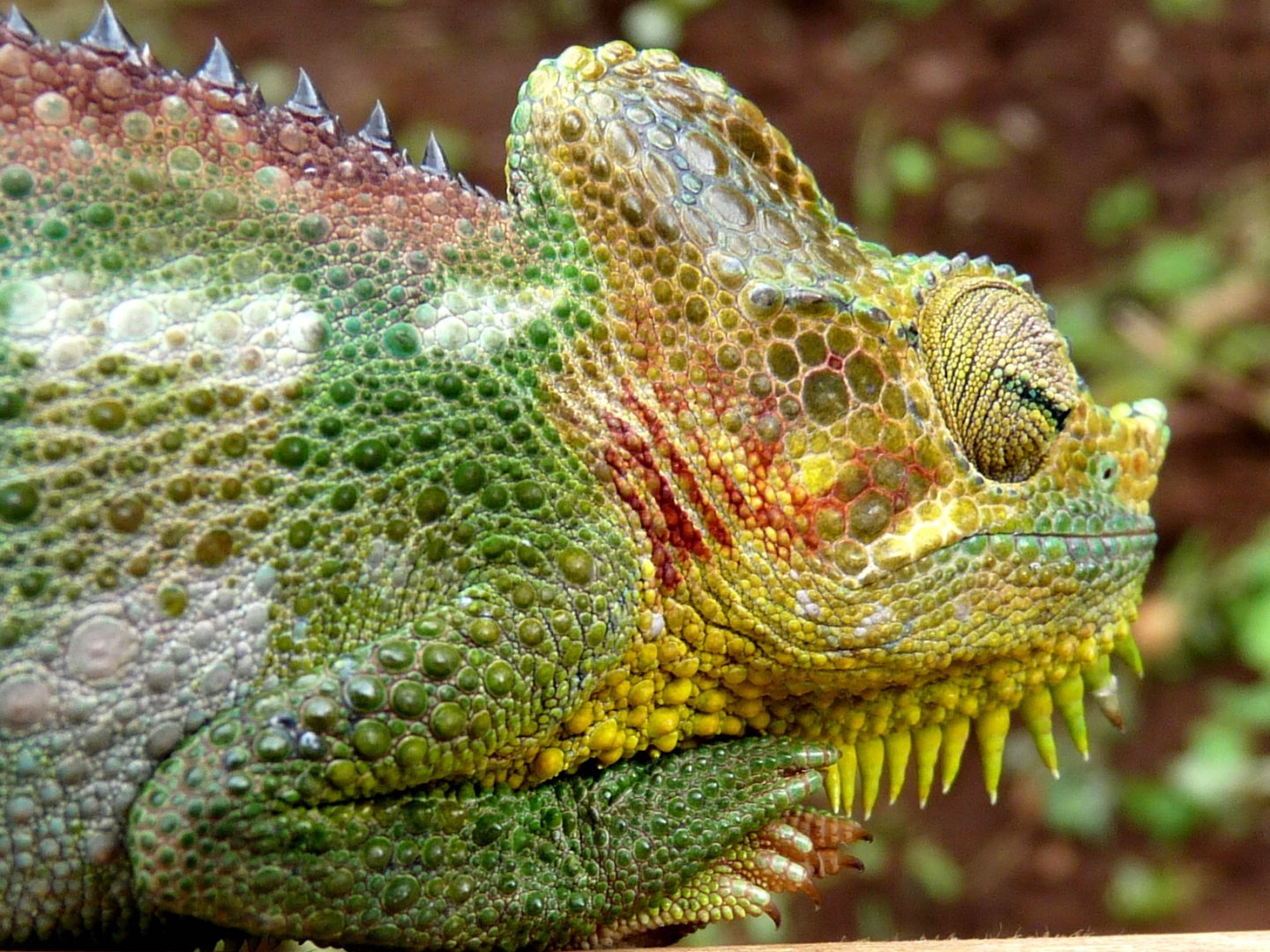 Chameleon at Sipi, Kapchorwa 27.jpg