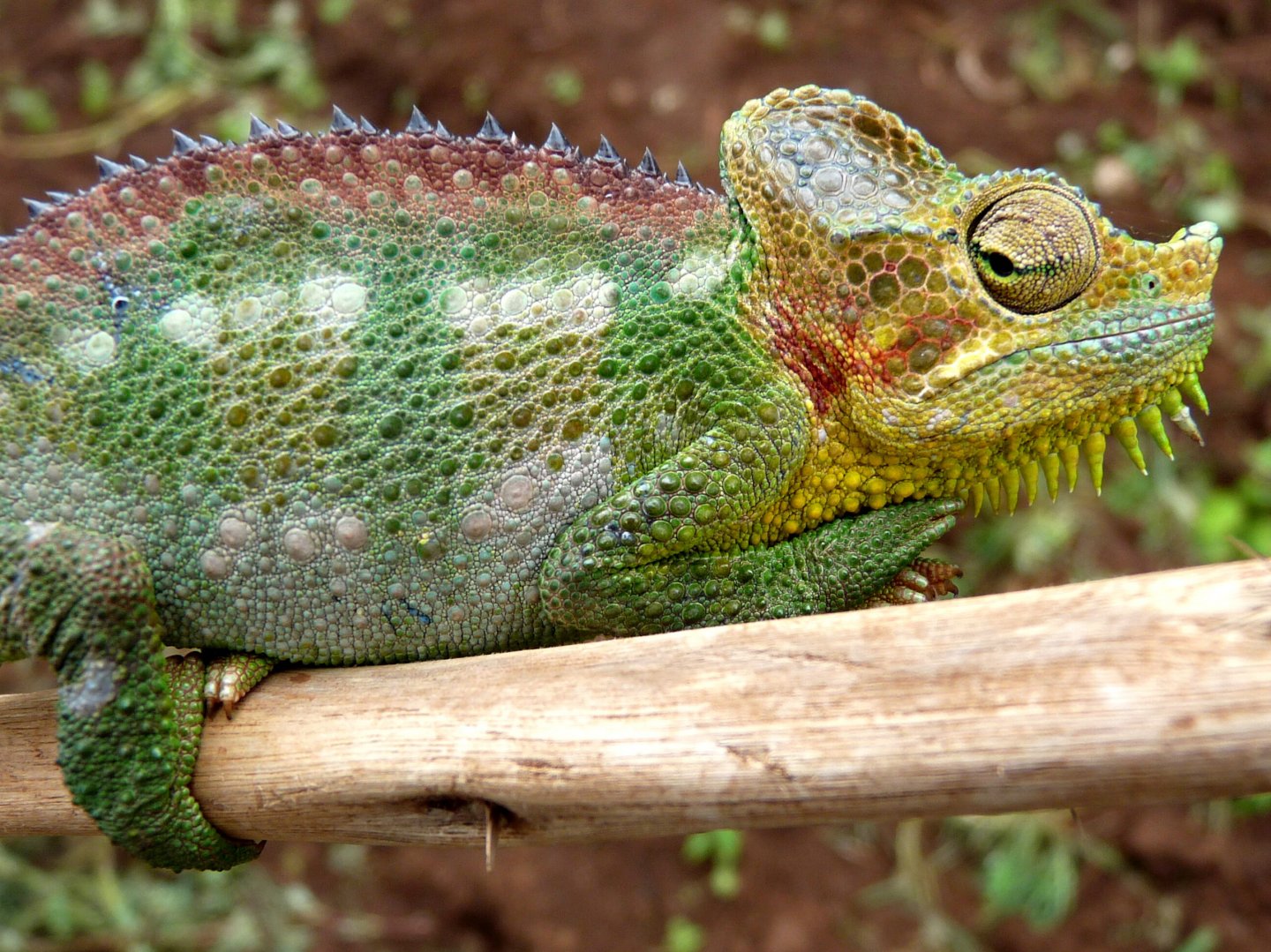 Chameleon at Sipi, Kapchorwa 28.JPG