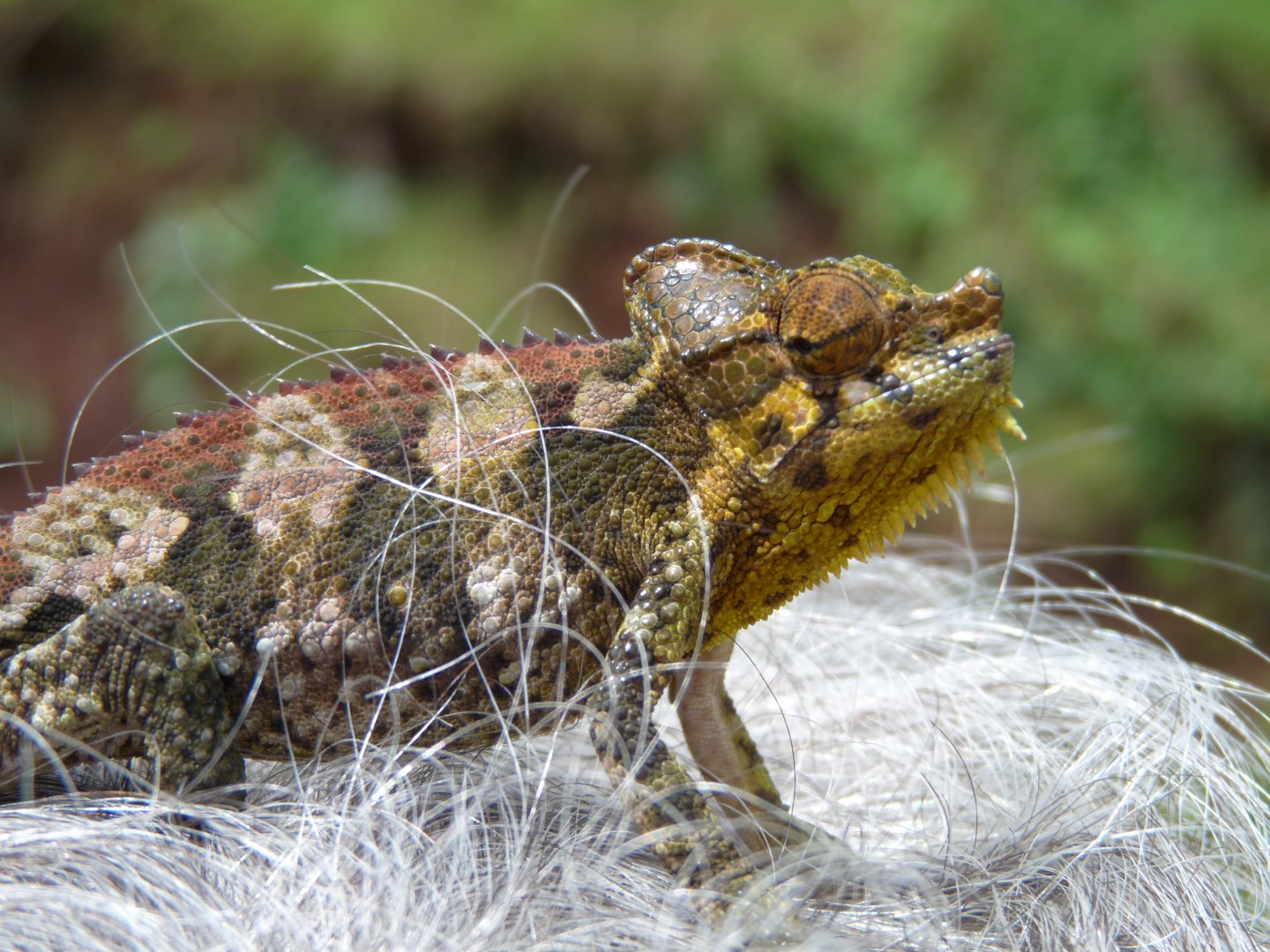 Chameleon at Sipi, Kapchorwa 29.JPG