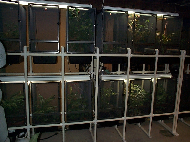 Chameleon Cage Racks