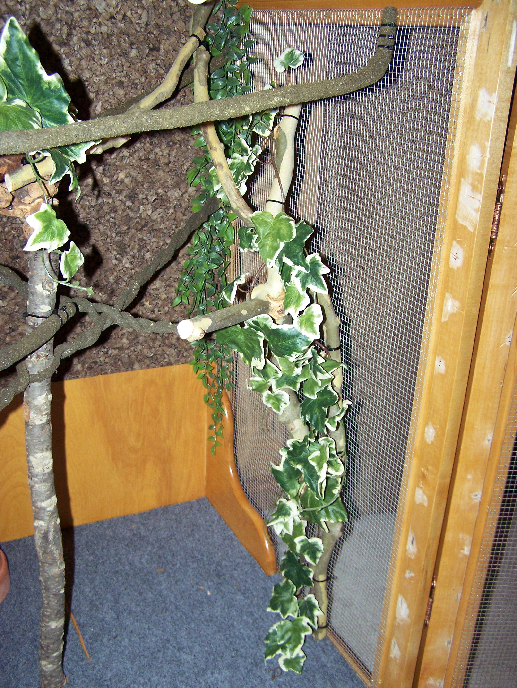 Chameleon Cage