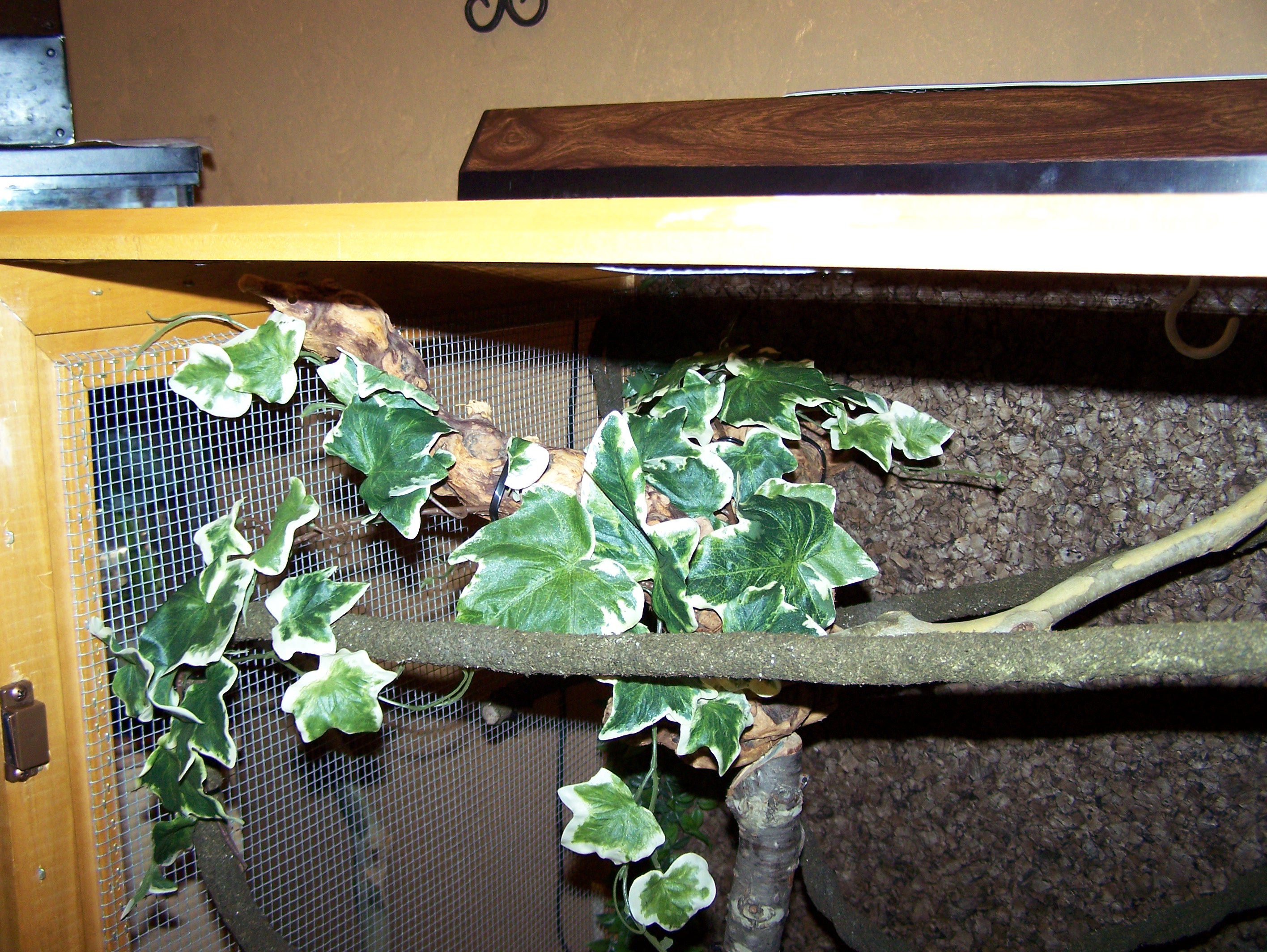 Chameleon Cage