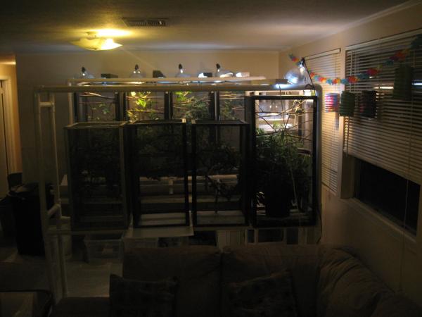 Chameleon cages 2011 004