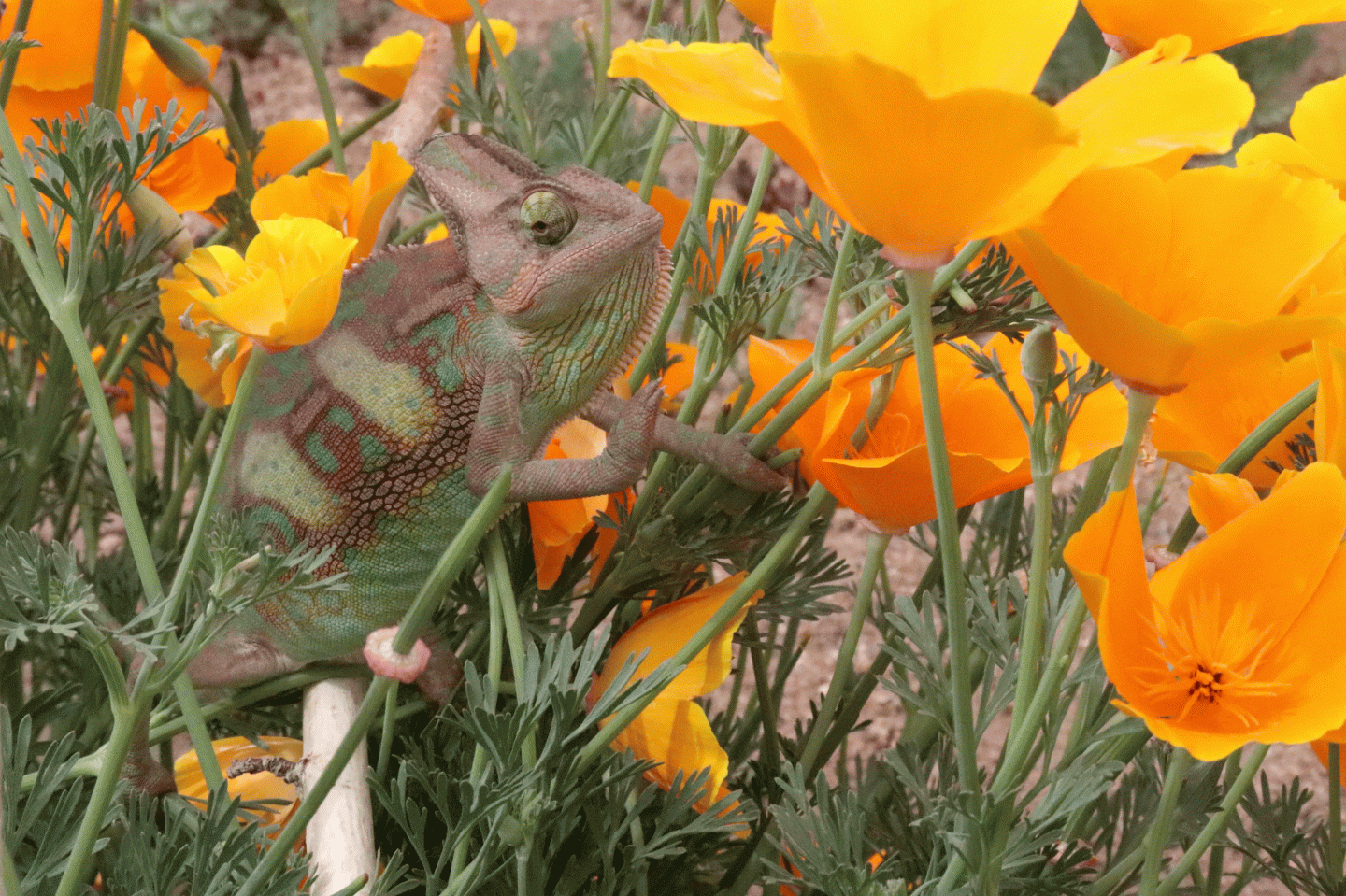 Chameleon camouflage